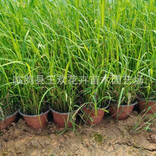 �JȔ��̵��o��ͦˮֲ���ؾG���ӵ�ͥԺˮ��������ˮ��ֲ�����l