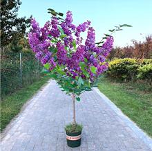 㻨ͥԺL䶡㻨ͺľ{ɫL