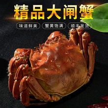 江苏大闸蟹鲜活螃蟹全公螃蟹公蟹礼盒团购批发足两满黄鲜活螃蟹