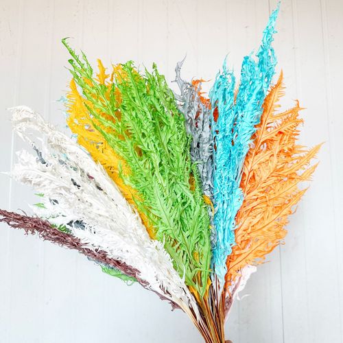 Snowflake Fern Everlasting Flower Fern Leaf【Cyathea Filiformis】Real Flower Specimen DIY Home Decor Mountain Fern Wholesale