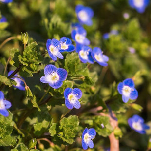 ���ż{�N�ѻ��N��·߅С�{����߅�������ѷN��ƽ�԰��������ֲ��N