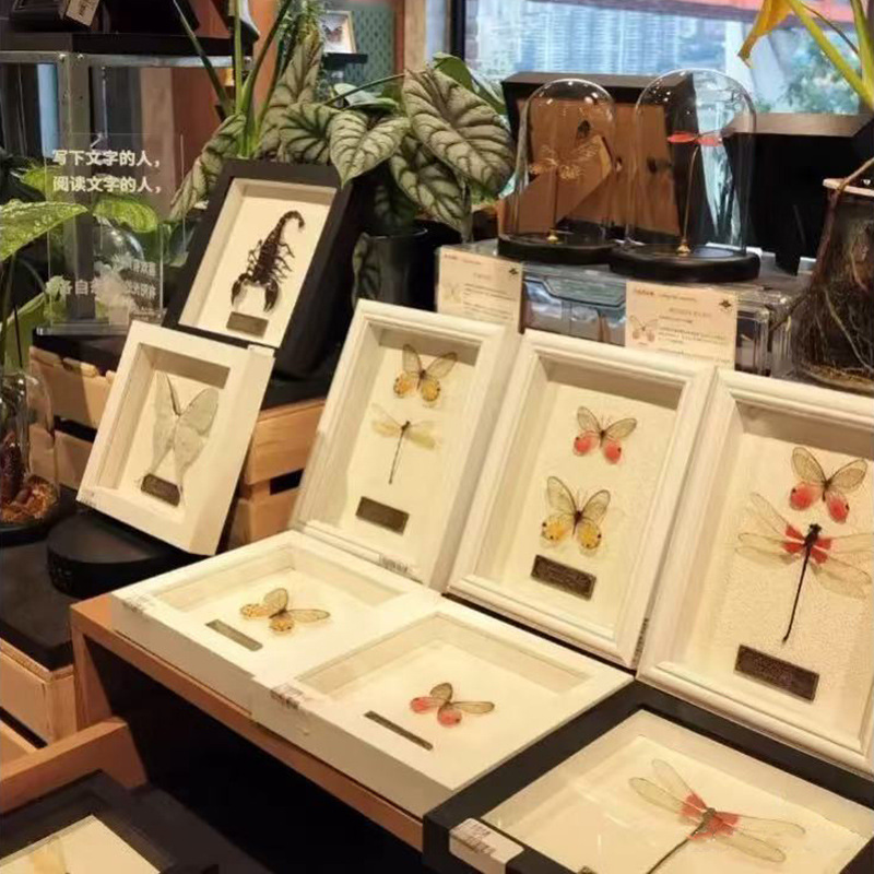 Butterfly Specimen Photo Frame Empty Frame Display Black High-End Hollow 2cm Three-Dimensional 6inch Display Glass Frame