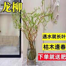 �����r��֦���F��͏dˮ��W�t�Gֲ�ﻨ���҃����Ժ��B���֧ѩ��