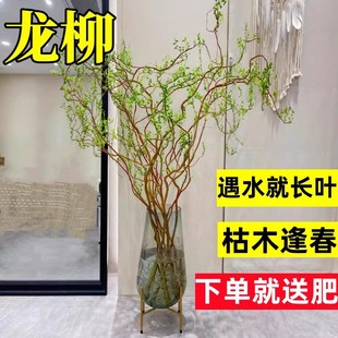 �����r��֦���F��͏dˮ��W�t�Gֲ�ﻨ���҃����Ժ��B���֧ѩ��