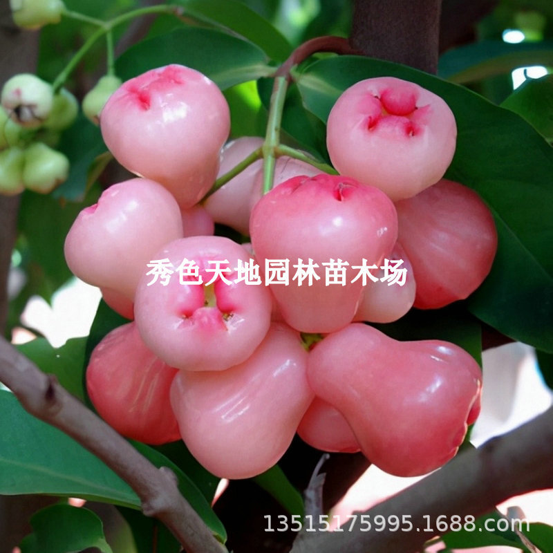 莲雾树苗台湾黑金刚黑糖芭比风铃莲雾果苗南北方种植盆栽地栽果树
