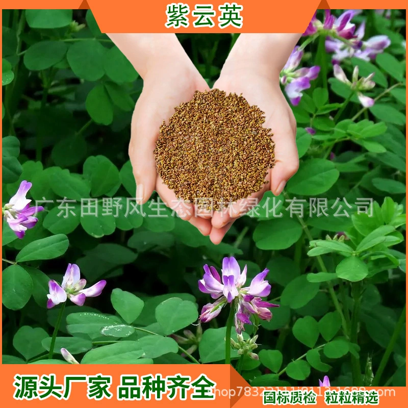 Семена трав для зеленого озеленения, семена растения «собачий зуб», люцерна, фиолетовый клевер, для садоводства на приусадебных участках, стабилизации почвы на открытом воздухе и защиты склонов, отборные сорта.