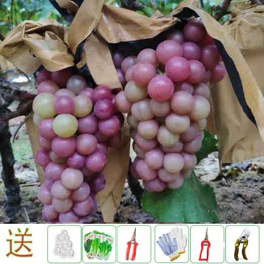 巨峰葡萄套袋防雨防水防虫防鸟水晶葡萄纸袋芒果柚子外黄内黑包邮