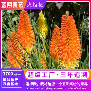 �S��ֱ�N��滨�N�Ӽt����� ���ɏ�������޸�����ͥԺ�����ͺ�