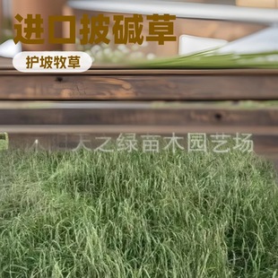 Alkaline Grass Seeds Are Cold-Resistant, Drought-Resistant, and Salt-Tolerant Grass Seeds for Slope Protection, Soil Stabilization, Cold-Resistant Four-Season Forage, and Wind-Resistant and Sand-Resistant Seeds