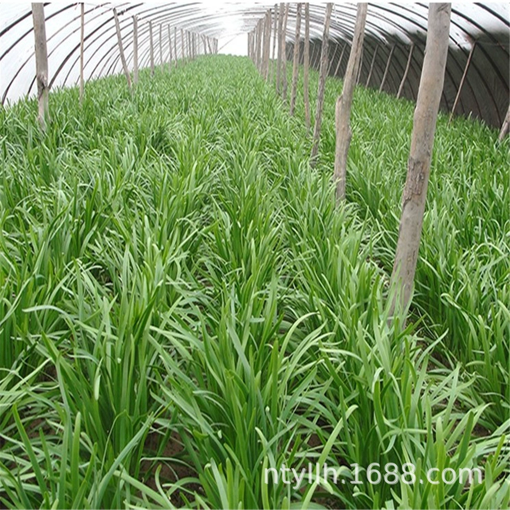 Теперь выкопайте свежие саженцы Порея новый корень Шаньдун старые сорта фиолетовый Корень мох-порей красный корень четыре сезона можно выращивать овощи в горшках на балконе