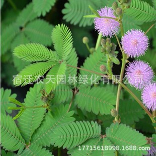 ���߲ݷN�Ѻ��߲ݸБ������Ի��̨ͥԺ����ֲ�ﻨ�ܾGֲ���ݷN��