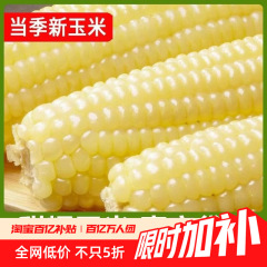 东北白糯玉米甜糯粘玉米棒真空包装黏玉米新鲜粗粮代餐非即食玉米