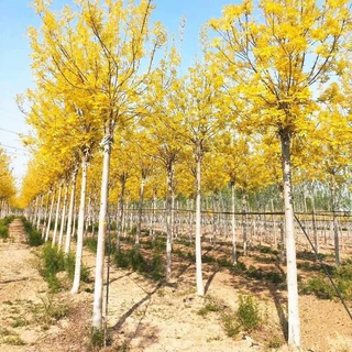 金叶白蜡树苗对接白蜡树小苗别墅庭院道路大型耐寒风景树速生白蜡