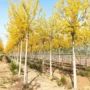 大型道路速生耐寒风景树