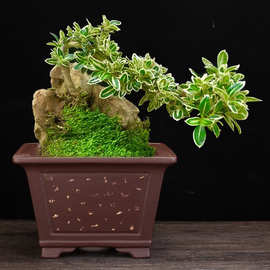 宜兴紫砂花盆大号高档六方盆景盆桌面地面榕树桩悬崖盆发财树专用