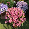 Wind bells Seeds are easy to live in the four seasons of Lumina Potted Plant Seeds Court of Flowers and Plants Seed Outdoor Flowers