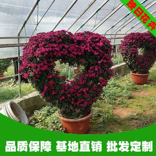 大型菊花盆景造型基地批发 山东青州菊花国庆菊花苗造型开花租摆