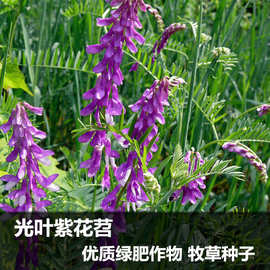 果园绿肥种子光叶紫花苕长柔毛野豌豆毛苕子养蜂蜜源植物牧草草籽