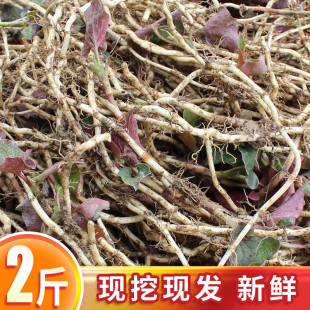 Freshly Dug and Shipped Houttuynia Cordata, a Specialty from Guizhou, Farm-Grown Houttuynia Cordata Salad, Can Be Planted, 1.0kg Packs