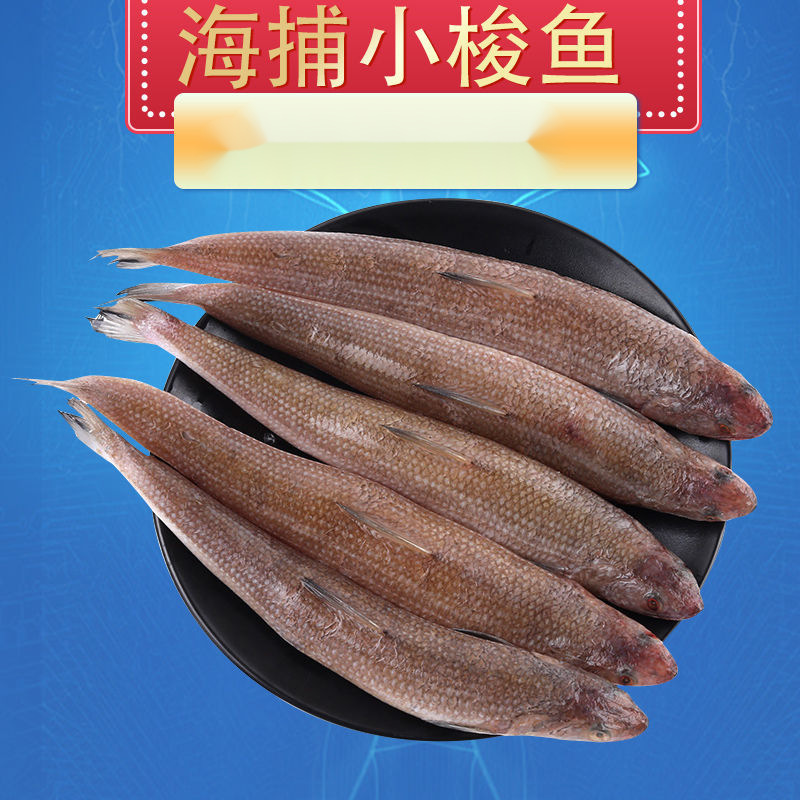 海捕小梭鱼深海小鱼海鲜水产鲜活沙丁鱼小杂鱼海鱼豆腐鱼生鲜海鱼