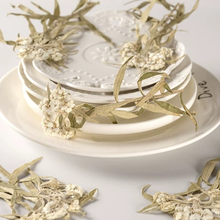 香青整枝 真花押花压花幼儿教学植物标本素材料滴胶干花手机壳diy