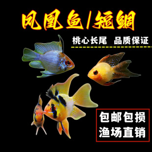 �^�p�~�Ꭷ�~�����~���ӌ��{���m��늹����˲�ȹ�����P���~���]