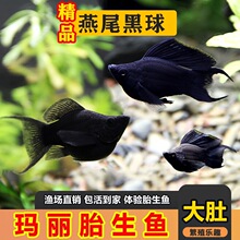 ��β�ڬ��������~�������~������С�~������ˮ�~����Ĥ�坍�^�p�~