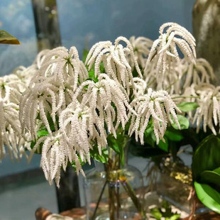 3�^�u�ڻ��b��҃ȼҾӔ[�O�ٻ�ֲ���c�������ϻ����ٹ�����