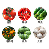 先正达 Постоянный теромодромодрамотолхрамгол белый порошок ржавота и другие заболевания и другие заболевания, такие как фунгицид 10G