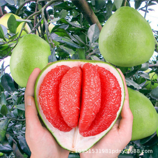 Thai Green and Red Heart Pomelo Saplings, Three Red Honey Pomelo Potted Fruit Tree Saplings, Planted in the North and South in All Seasons, Will Bear Fruit in the Same Year