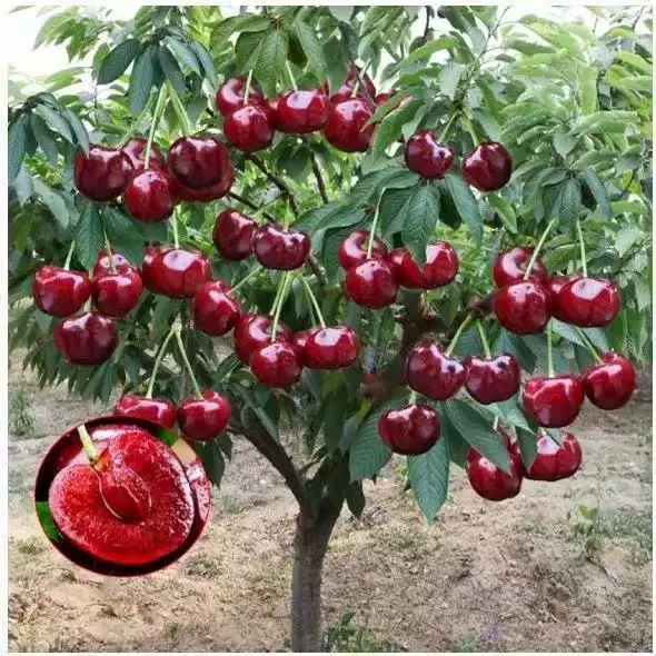车厘子树苗樱桃树苖南方北方种植盆栽庭院果树矮化樱桃树大樱桃苗