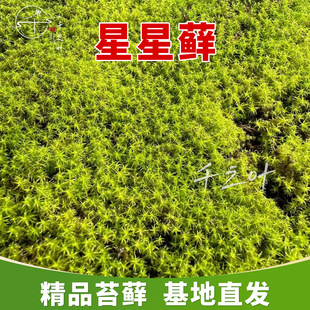 �����\��̦�\�쾰ͥԺ��ƺ���ɻ��ʸ���̦�ٴ�Gֲ����ֱ�N���l
