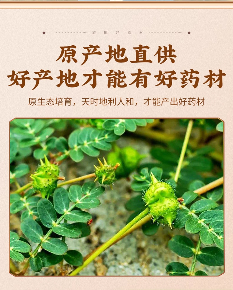 Tribulus Fruit Ji Li 蒺藜 Dried Puncturevine Caltrop Whole Herb Traditional TCM Herbal Supply 500g key features