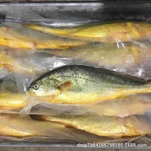 黄花鱼新鲜大黄花鲜活冷冻鲜活大黄鱼海鱼深海海鲜水产生鲜