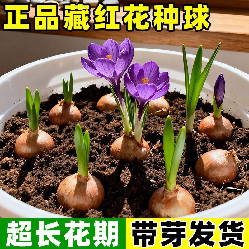 药用藏红花种球盆栽耐寒耐冻花卉番红花种子苗室内室外药材种植苗