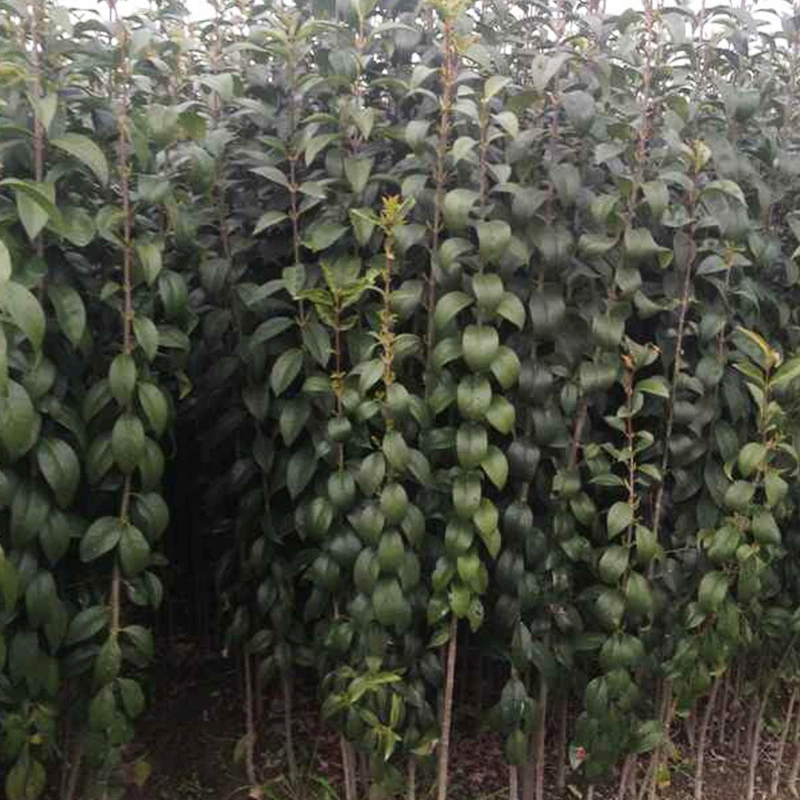 База оптом крупнолистовые саженцы частные саженцы высокие стебли частные саженцы вечнозеленая холодная засуха Выживание Зеленые саженцы