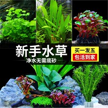 水草植物鱼缸真草造景生态全套摆件净化绿植养鱼增氧铺底阴性水培