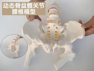 Female pelvic model Dynamic Anatomy pelvic floor teaching lumbar spine movable human body rehabilitation training skeleton strand recovery