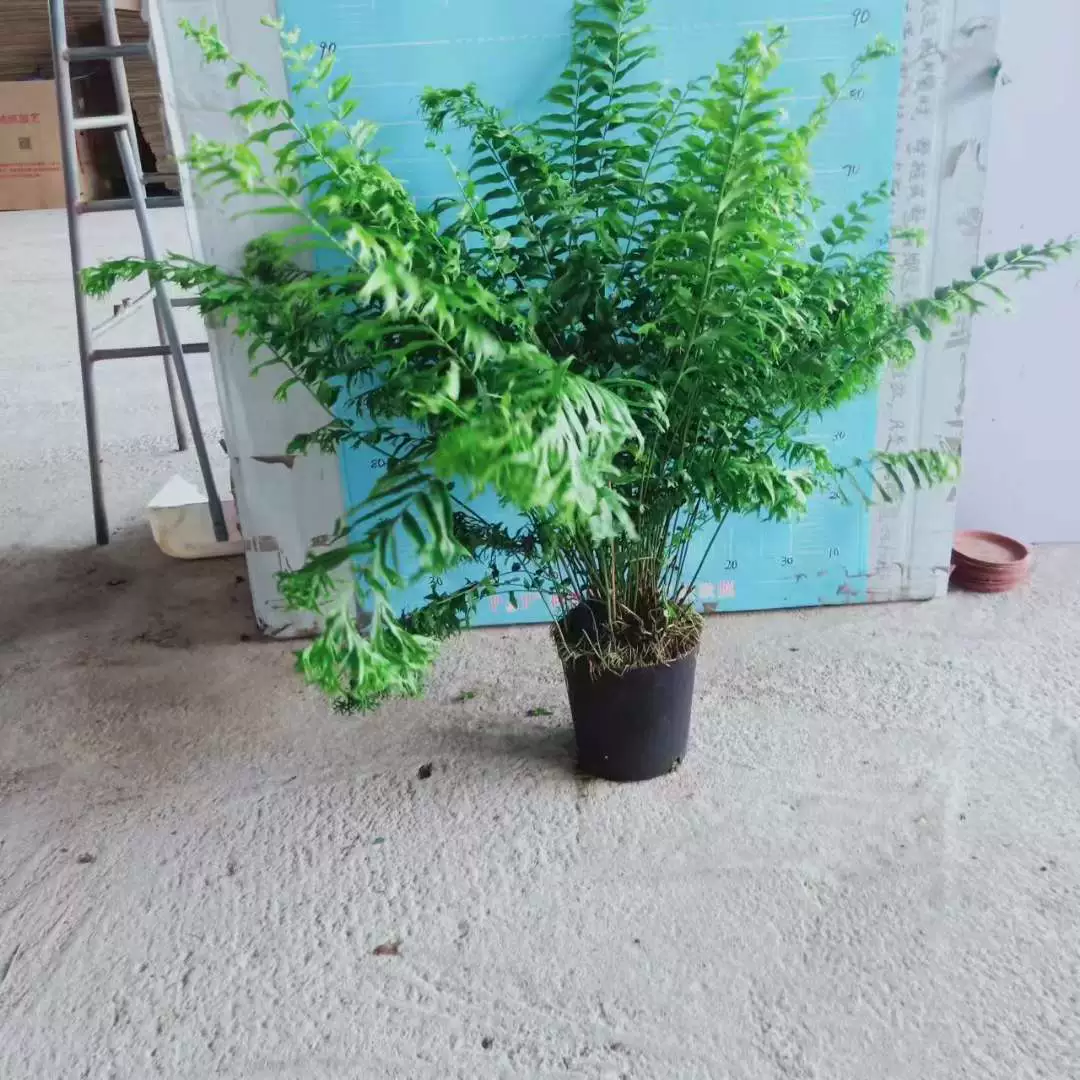 [Базовые прямые поставки] почечный папоротник рыболовный оттенок Тропическое растение цветы в горшках 210 рыбий хвост папоротник