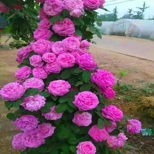 Thornless Extra-Large Flower Vine Fragrant Rose Seedlings Potted Xizhi Peony All Year Round Courtyard Climbing Rose Florals