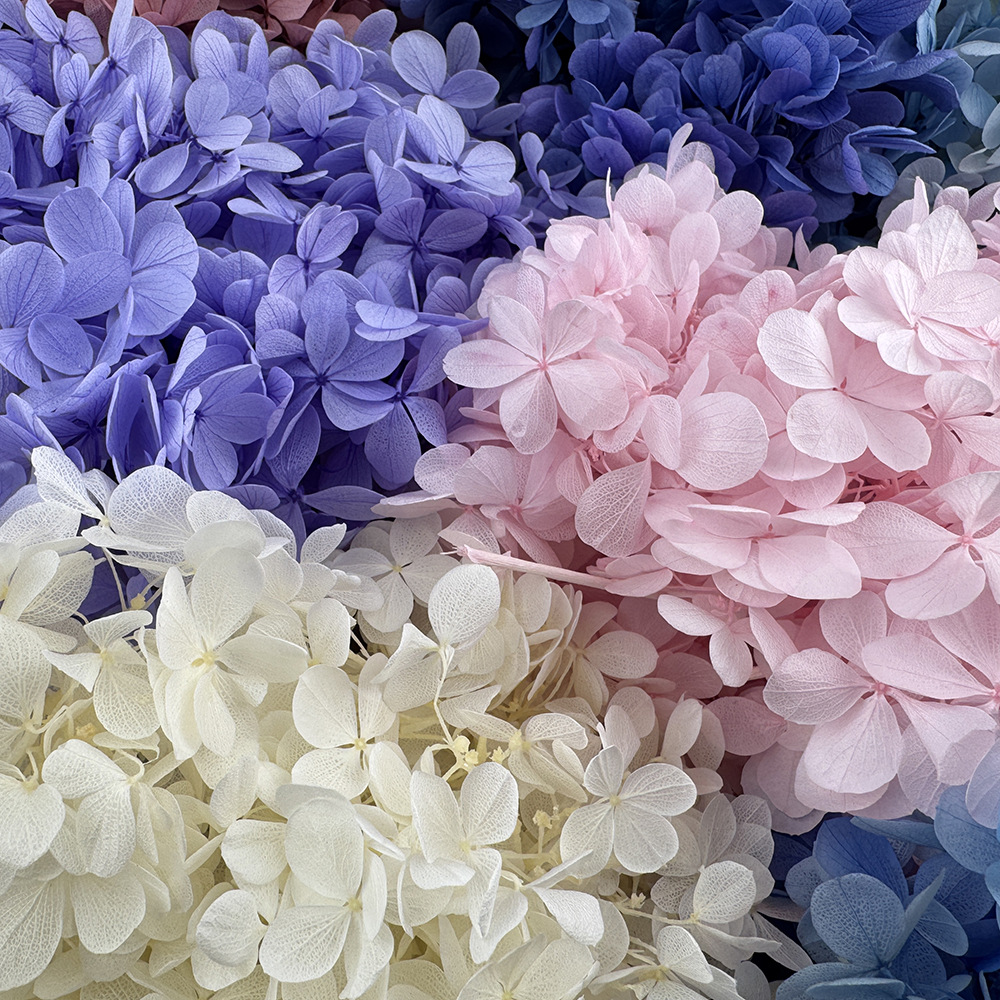 ✅ Flores secas flores eternas hortenida color gradiente material hecho a mano bolsa de calzado de boda cubierta de vidrio grupo de construcción de flores actividades
