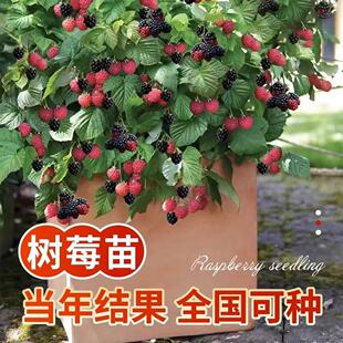Double Season Raspberry Raspberry Saplings Yellow Black Red Raspberry Saplings North and South Potted Ground Planting Fruit Saplings Raspberry Saplings