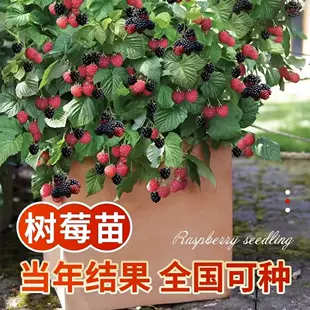 Саженцы малины двух урожаев жёлтая чёрная и красная для грунта и горшка