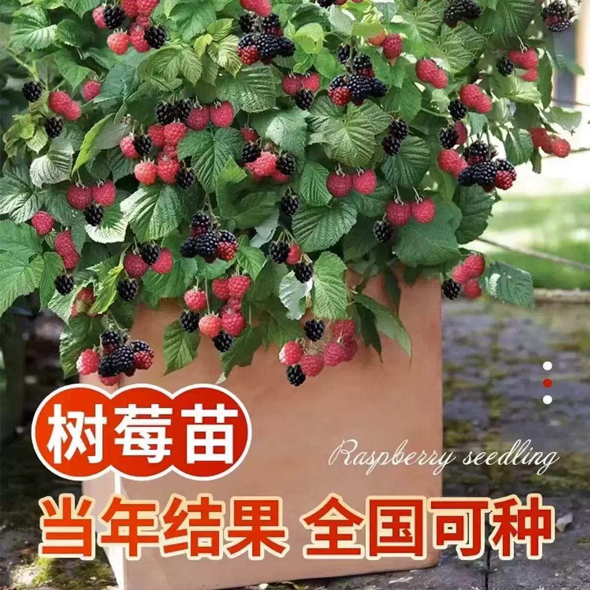 Двойная малина малина саженцы желтая черная красная клубника саженцы