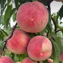 桃树苗嫁接水蜜桃树苗特大早熟脆甜离核耐寒南方北方种植当年结果