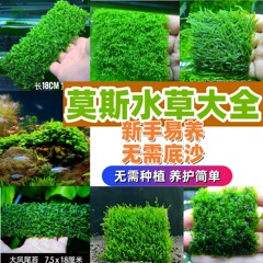 莫斯水草合集 鹿角苔 垂泪 美凤 珊瑚 松茸 阴性草鹿角苔莫斯两片