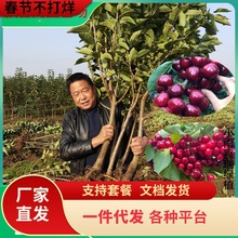 一件代发车厘子树苗樱桃树苖南方北方种植盆栽庭院果树矮化樱桃树