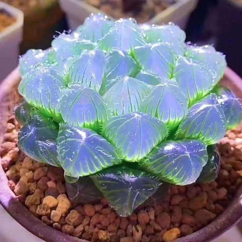 Nuevo producto Baizi Yulu combinación de plantas suculentas en maceta novatos buena carne de oficina balcón flores de la luz image 15