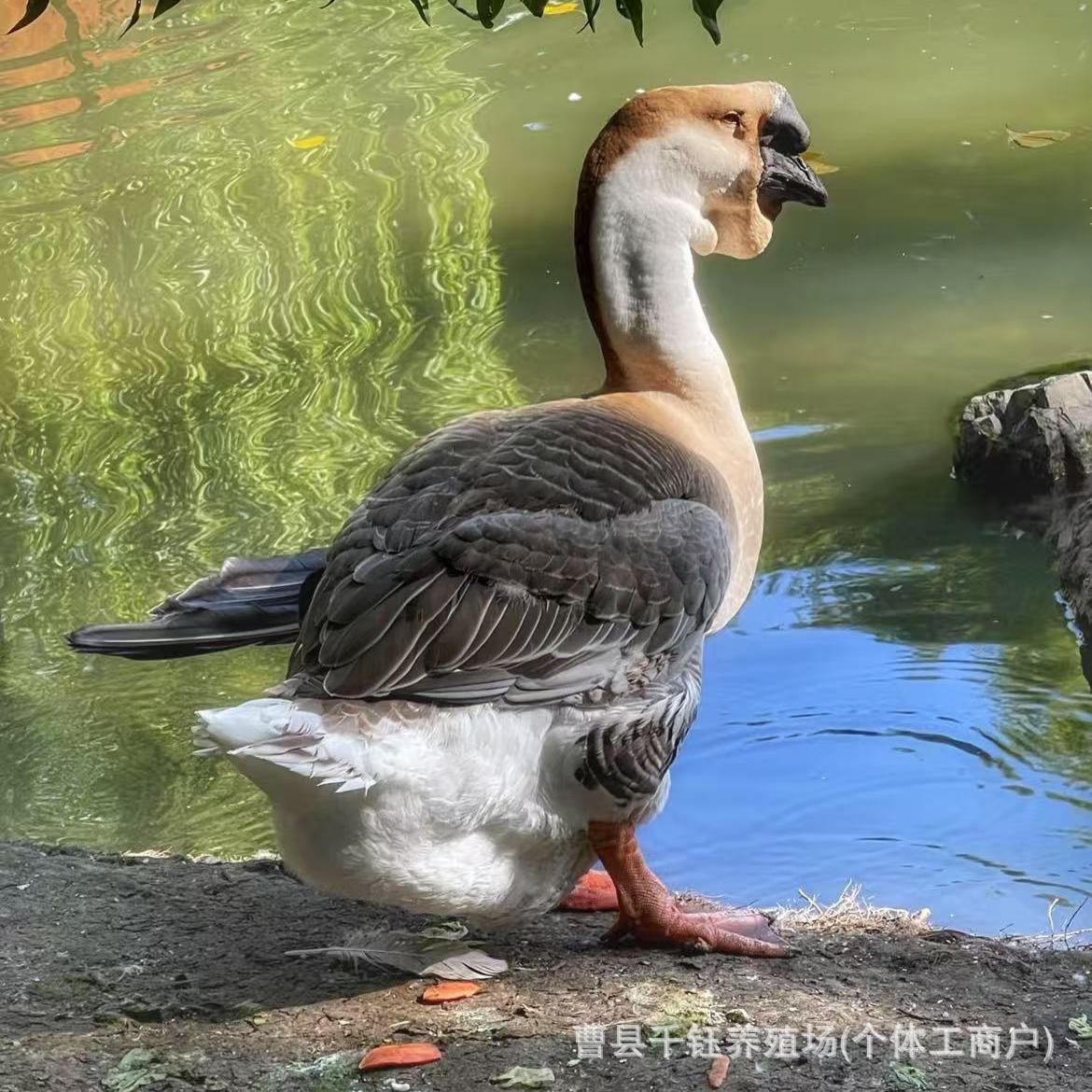 纯种狮头鹅活体幼鹅仔潮汕正宗特大种高成活支持视频选鹅批量订购