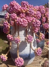 多肉植物桃蛋老桩多头群生室内阳台卧室办公桌好养绿植花卉小盆栽